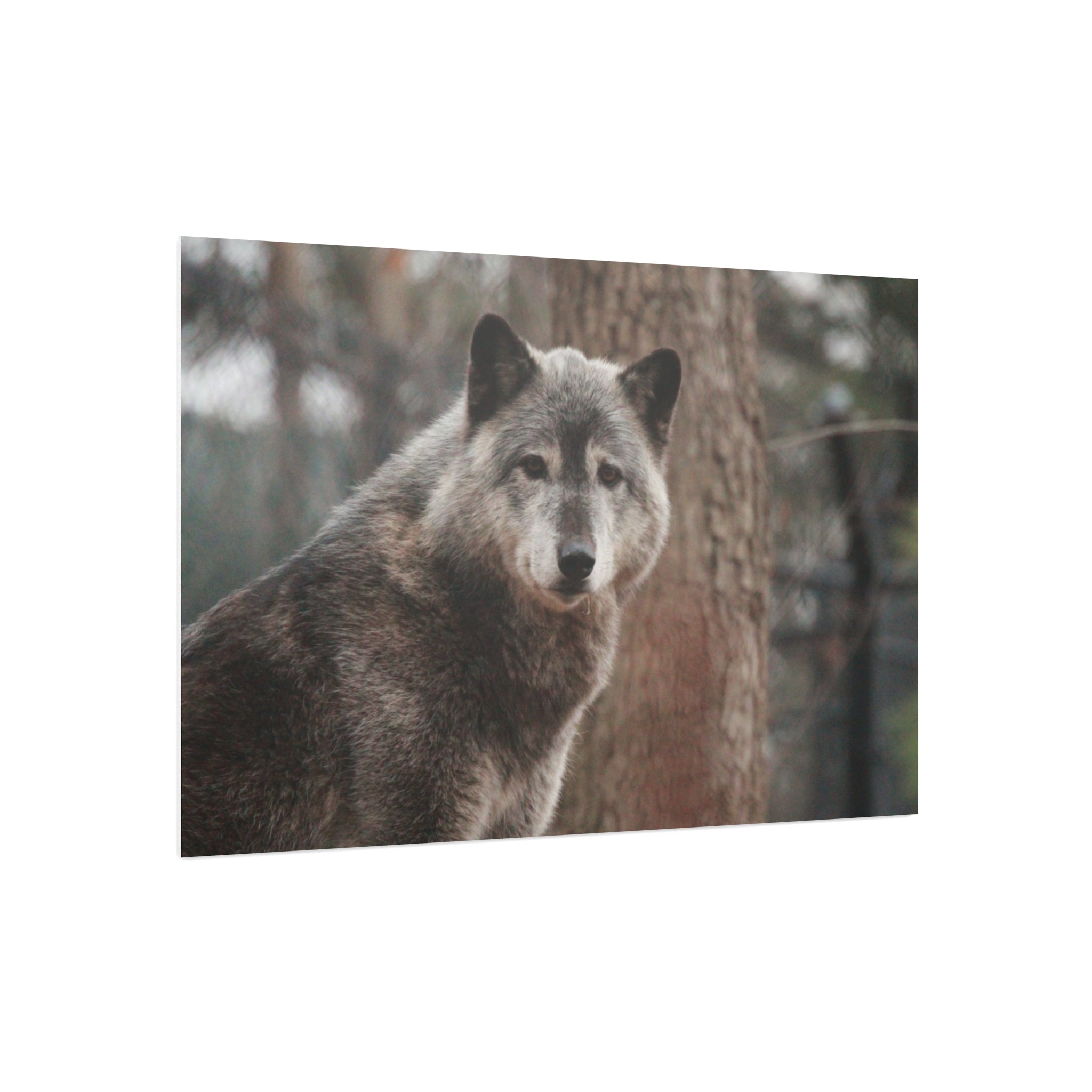 Wolf Portrait Foam Board - Rustic Wildlife Wall Art for Nature Lovers