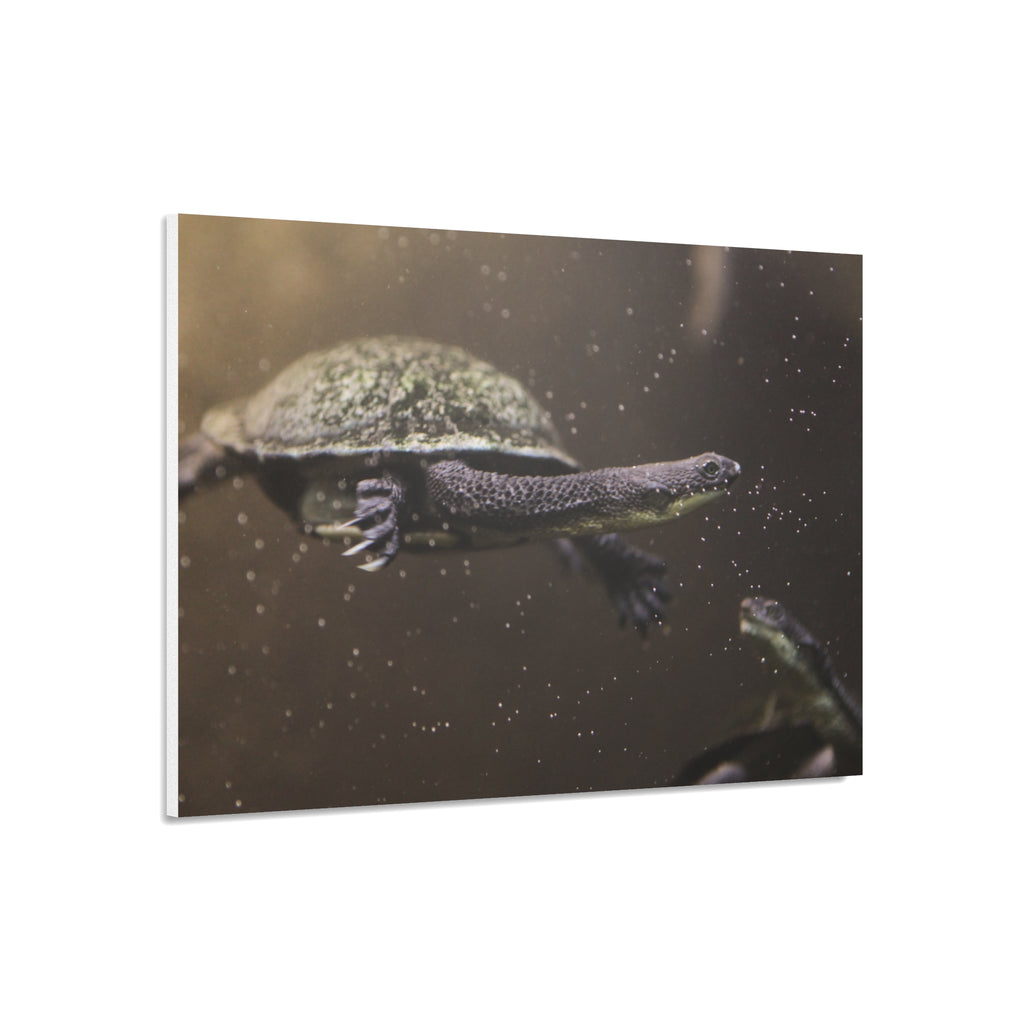 Turtle Foam Board Print – Underwater Slow Swimmer Wall Art