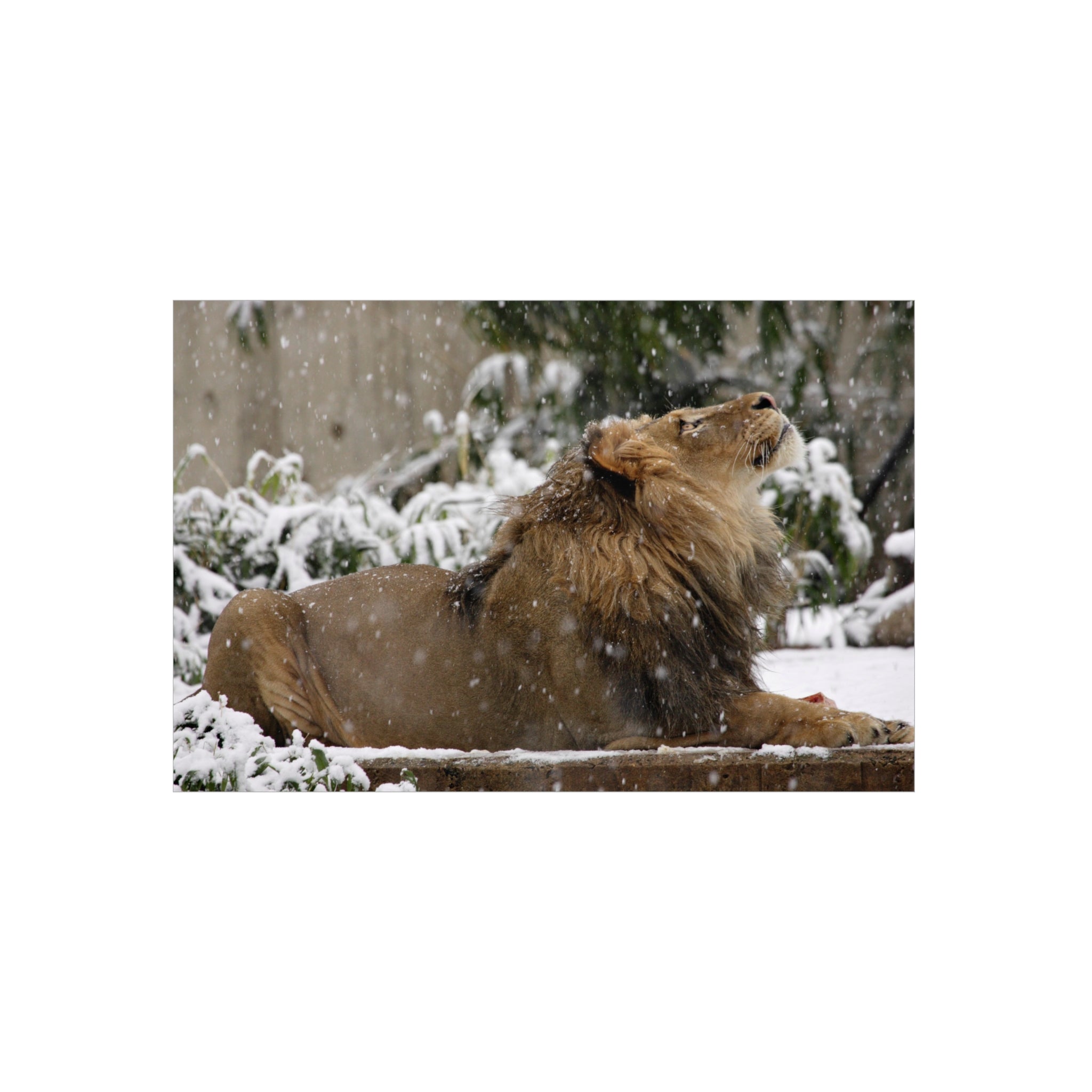 Lion in Snow Foam Board Wall Art — Majestic Wildlife Photo Print