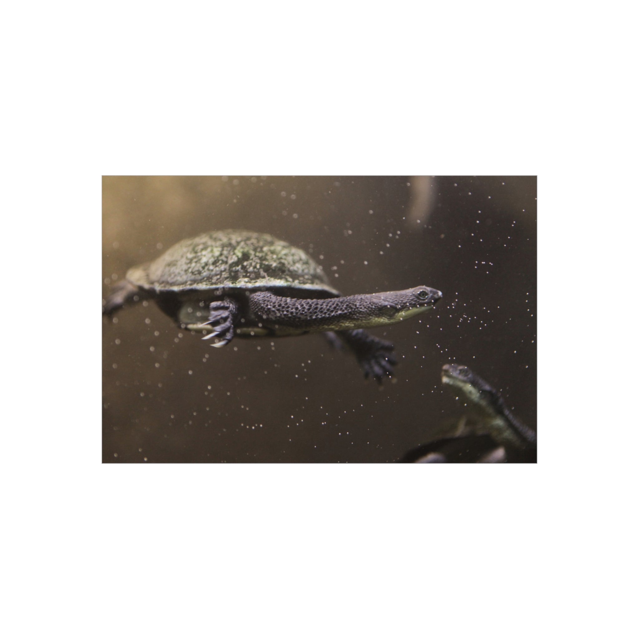 Turtle Foam Board Print – Underwater Slow Swimmer Wall Art