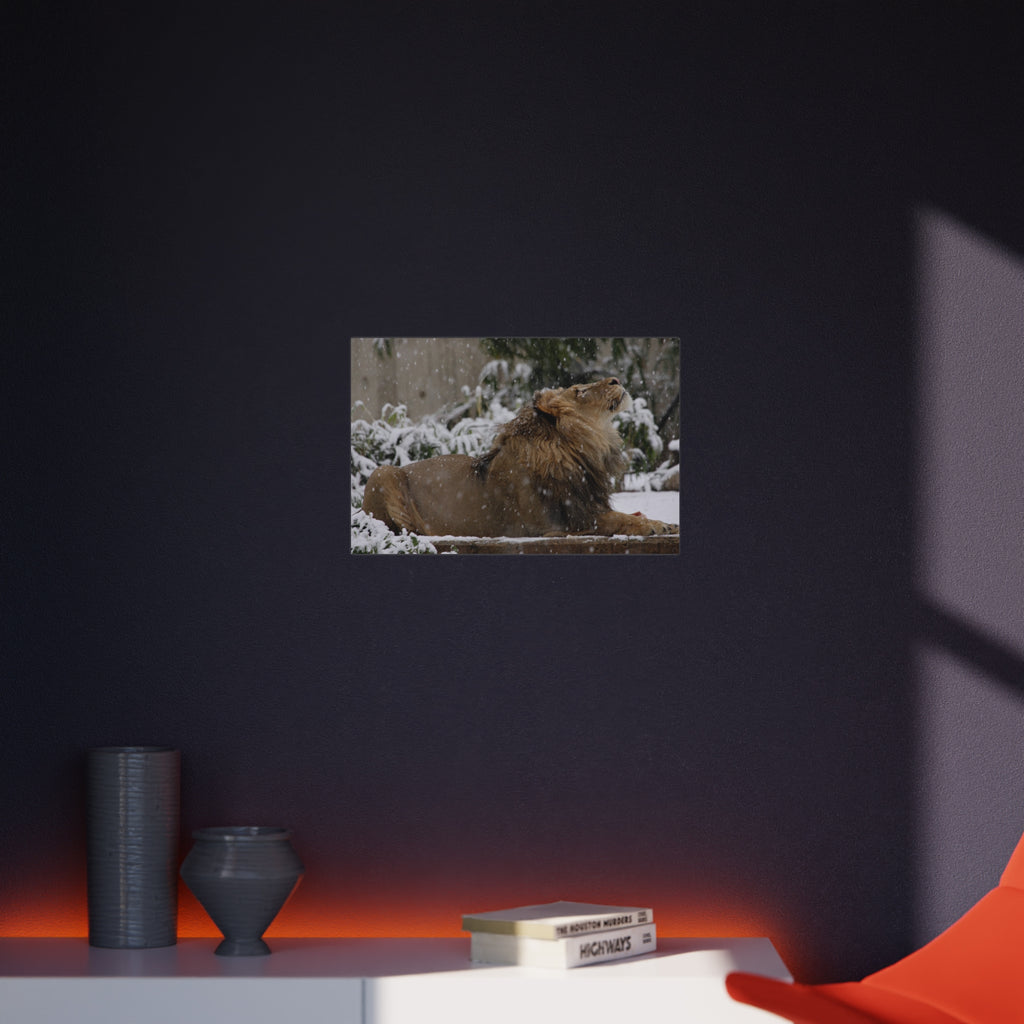 Lion in Snow Foam Board Wall Art — Majestic Wildlife Photo Print