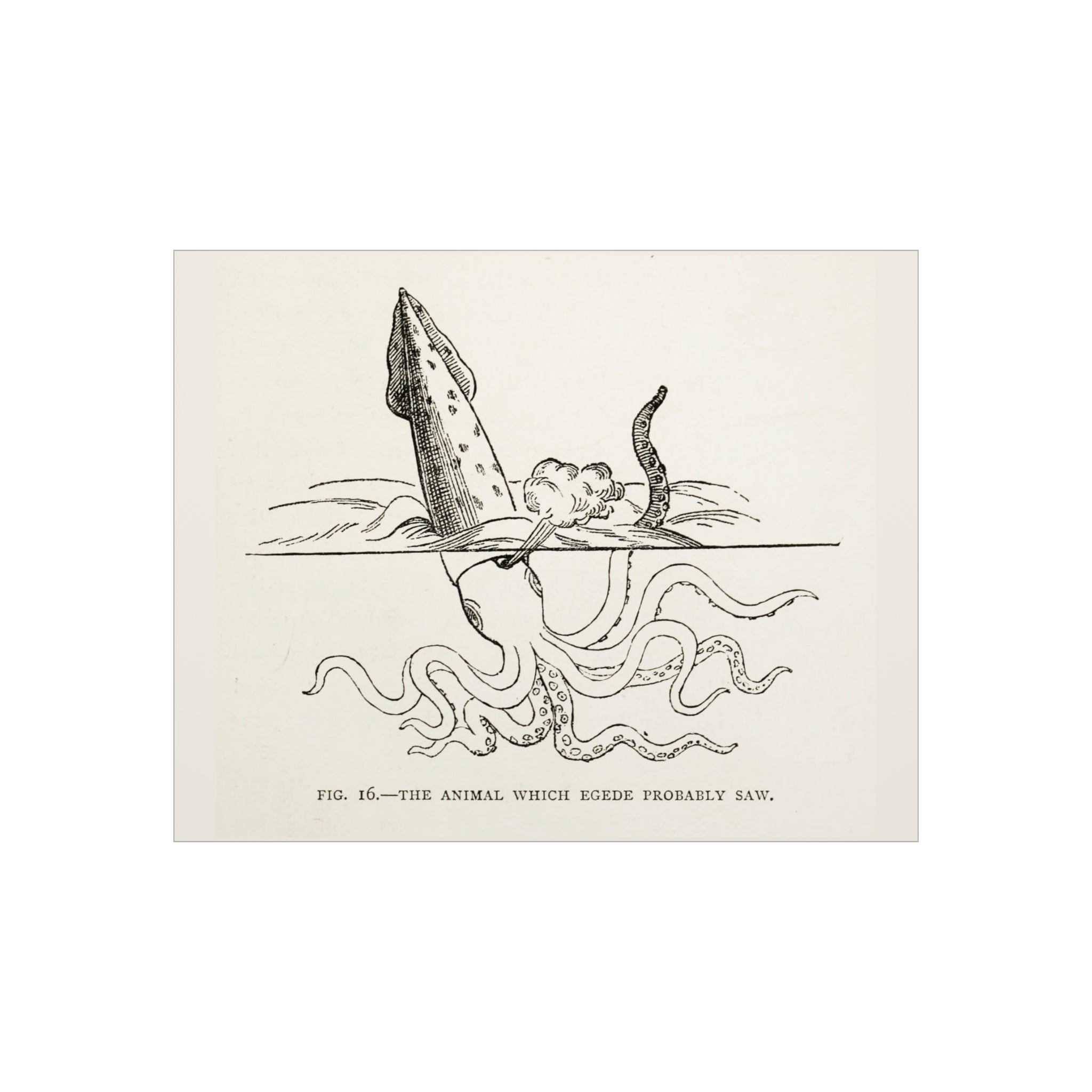 Foam Board — Vintage Squid Illustration Art Print