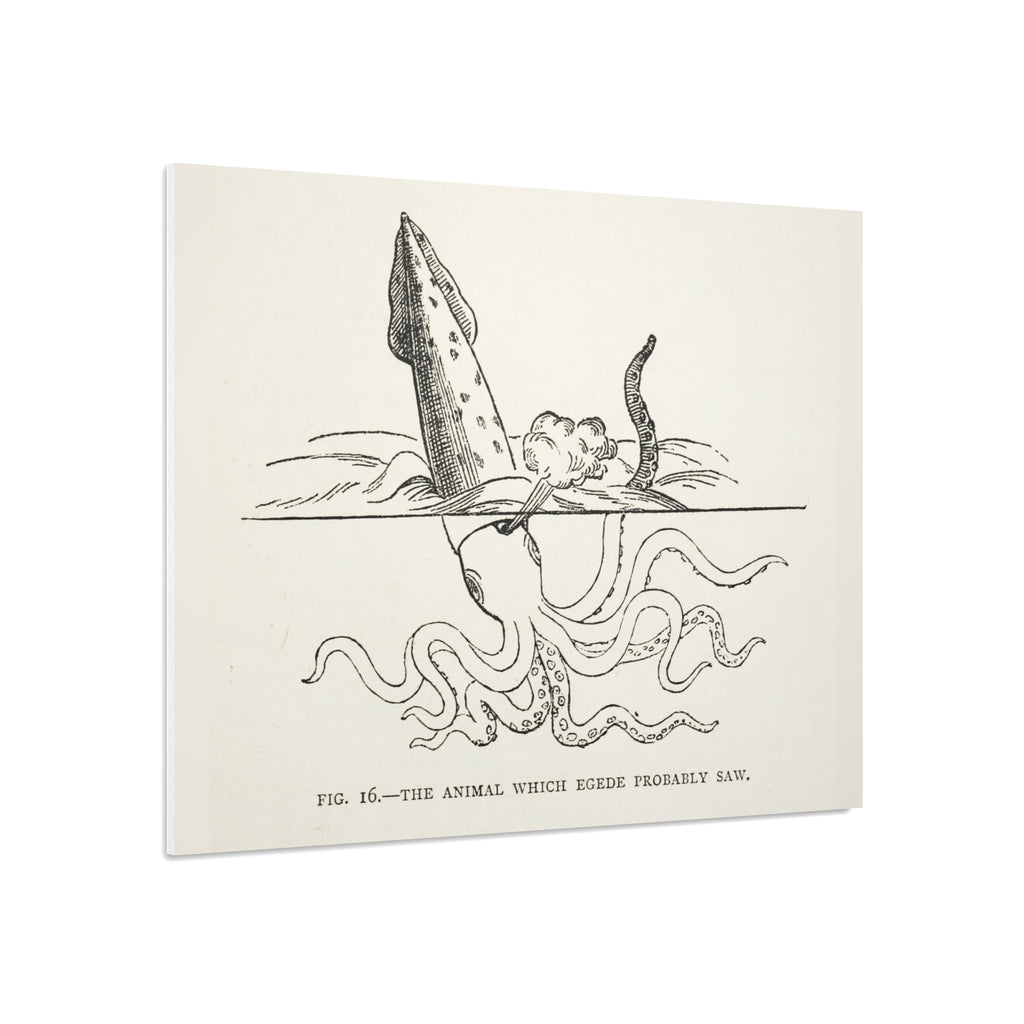 Foam Board — Vintage Squid Illustration Art Print