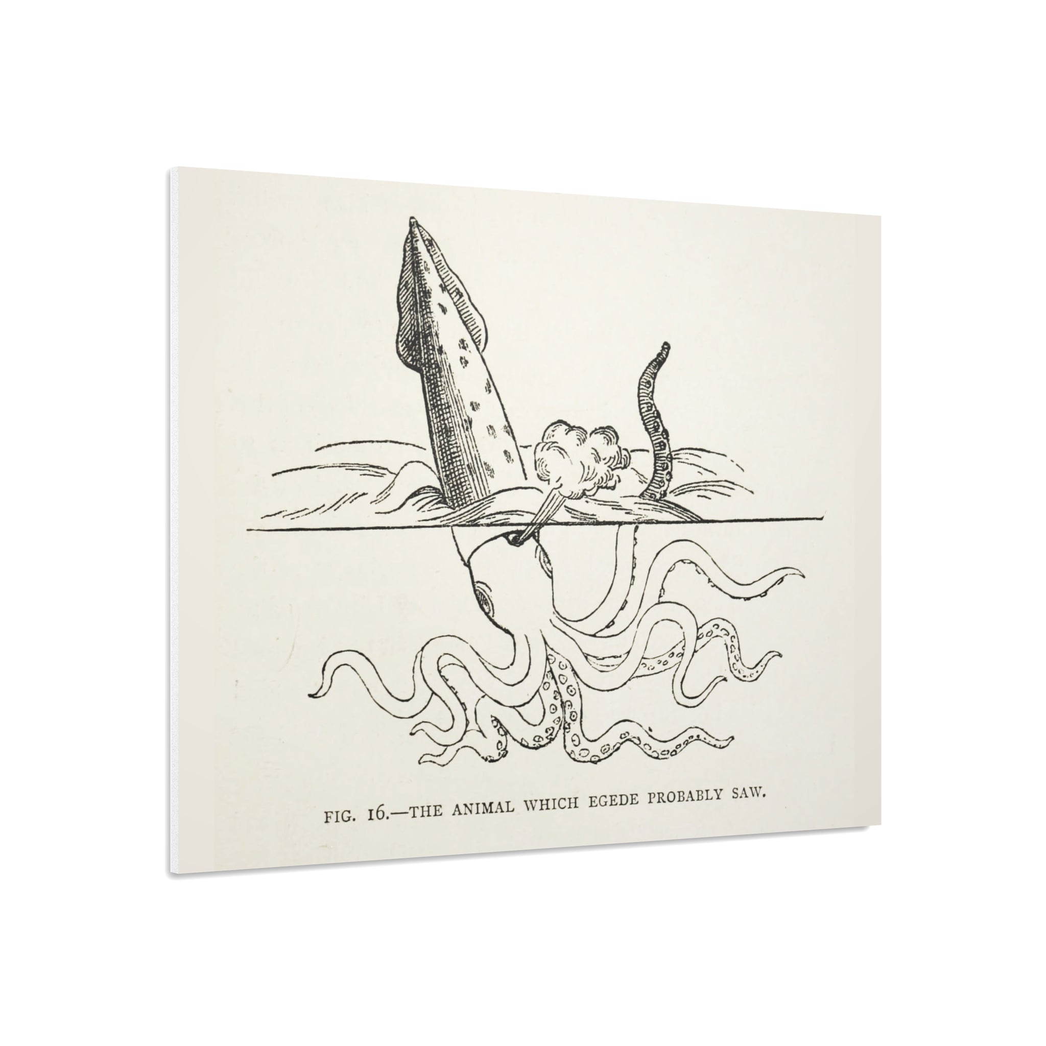Foam Board — Vintage Squid Illustration Art Print