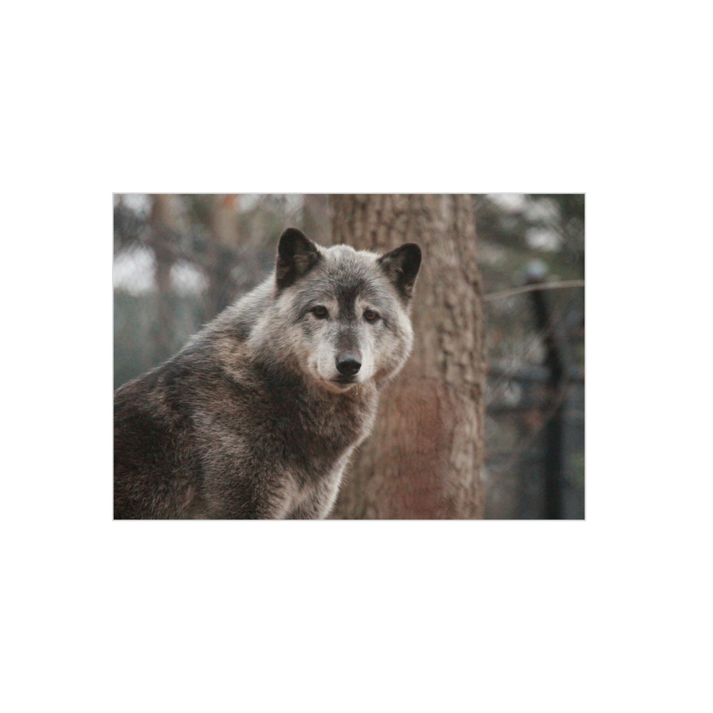 Wolf Portrait Foam Board - Rustic Wildlife Wall Art for Nature Lovers