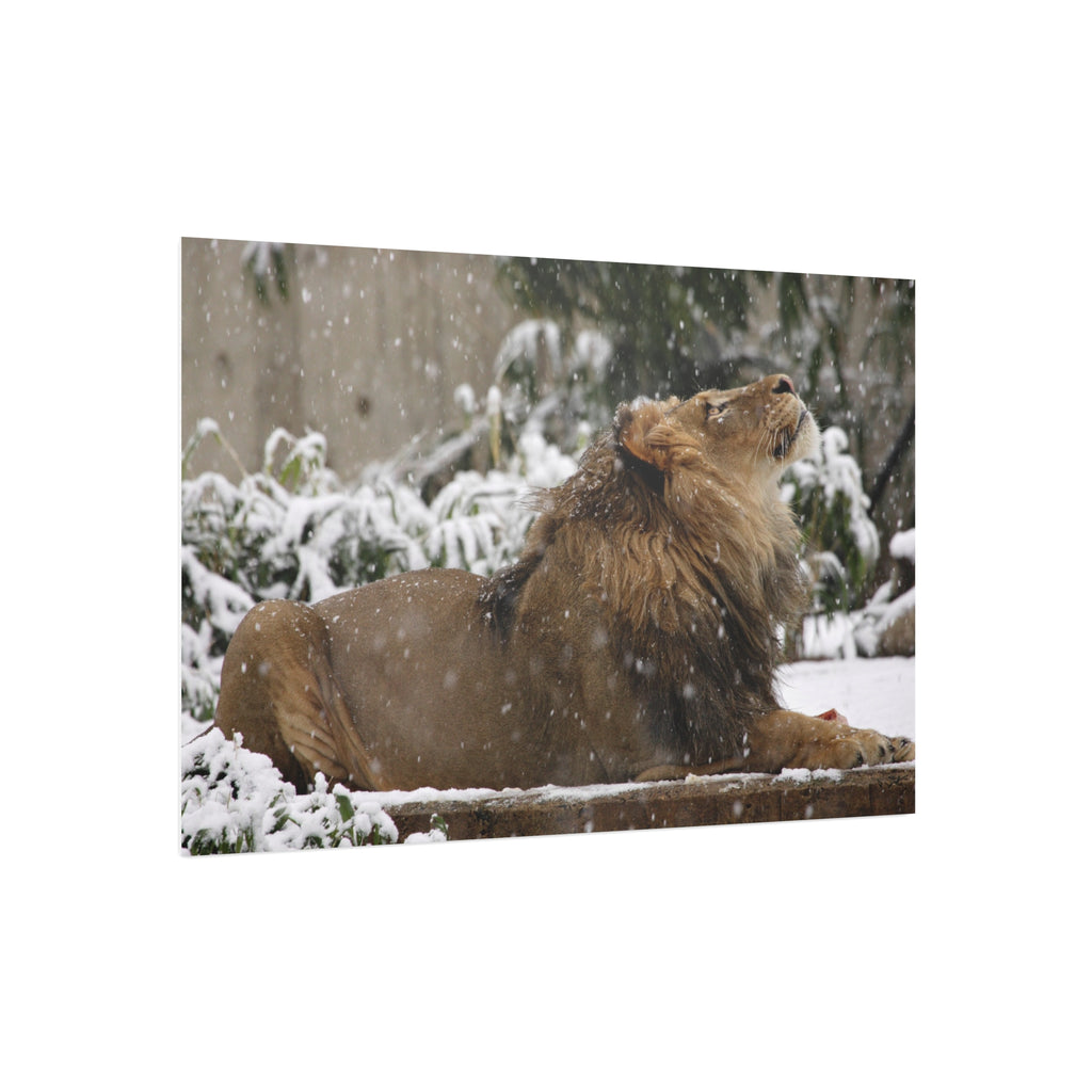 Lion in Snow Foam Board Wall Art — Majestic Wildlife Photo Print