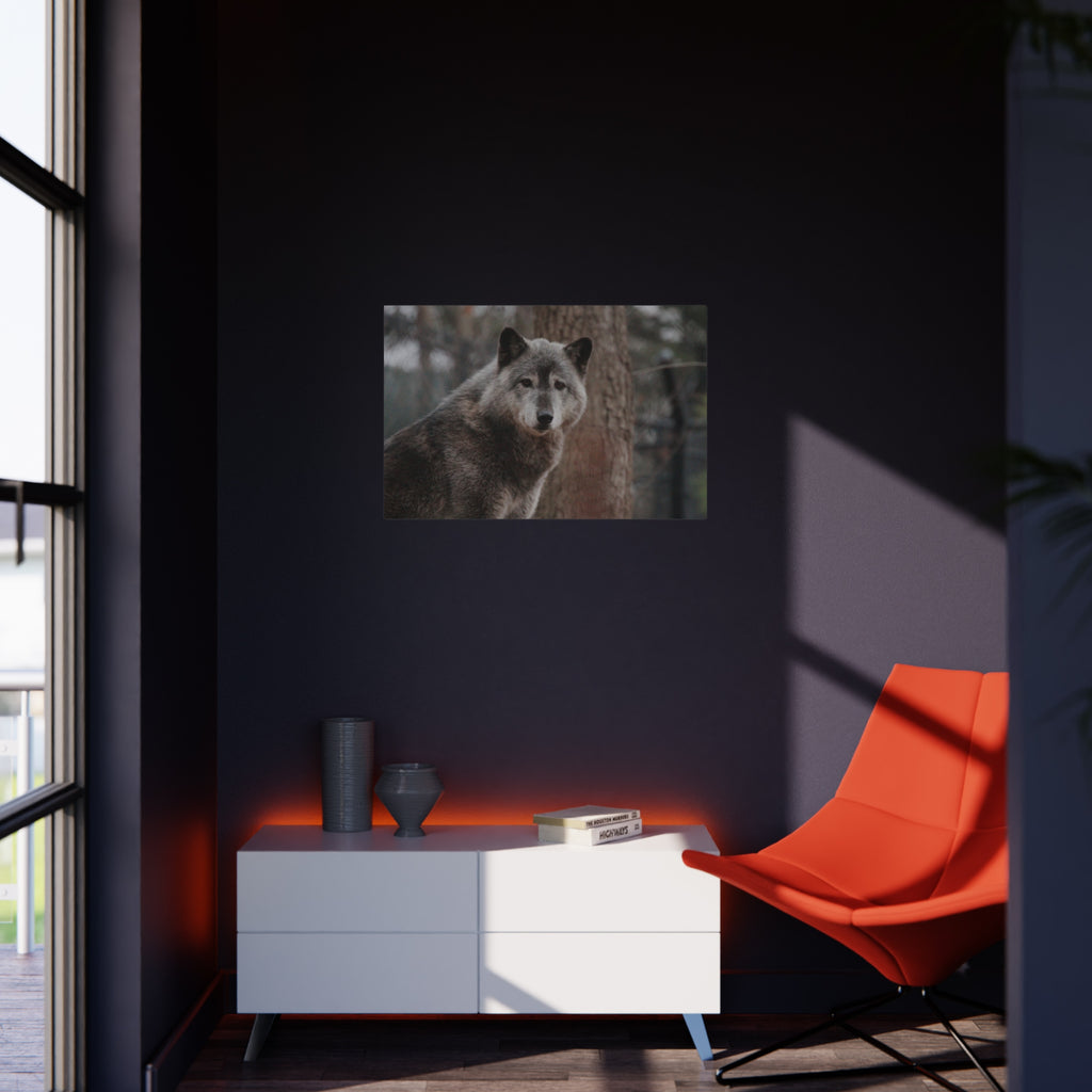 Wolf Portrait Foam Board - Rustic Wildlife Wall Art for Nature Lovers