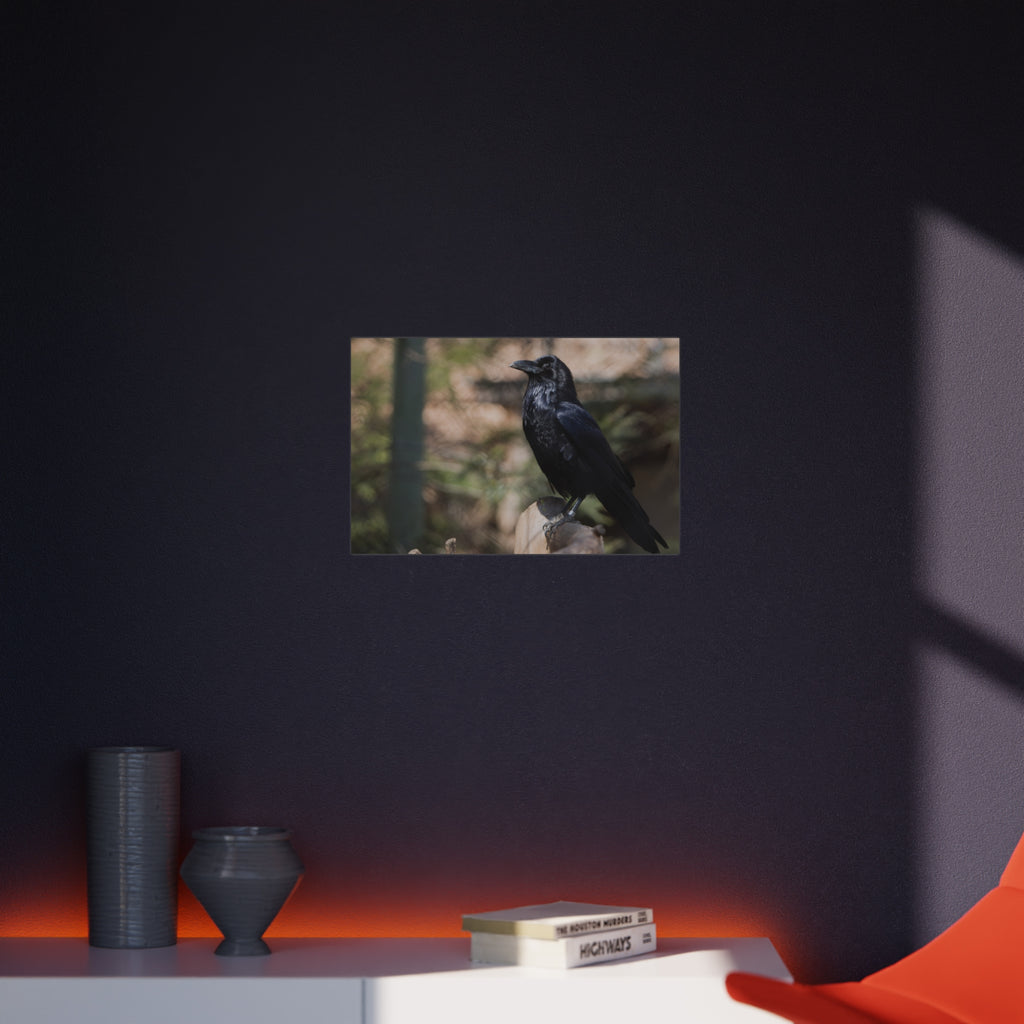 Raven Photo Foam Board – Moody Black Crow Wall Art