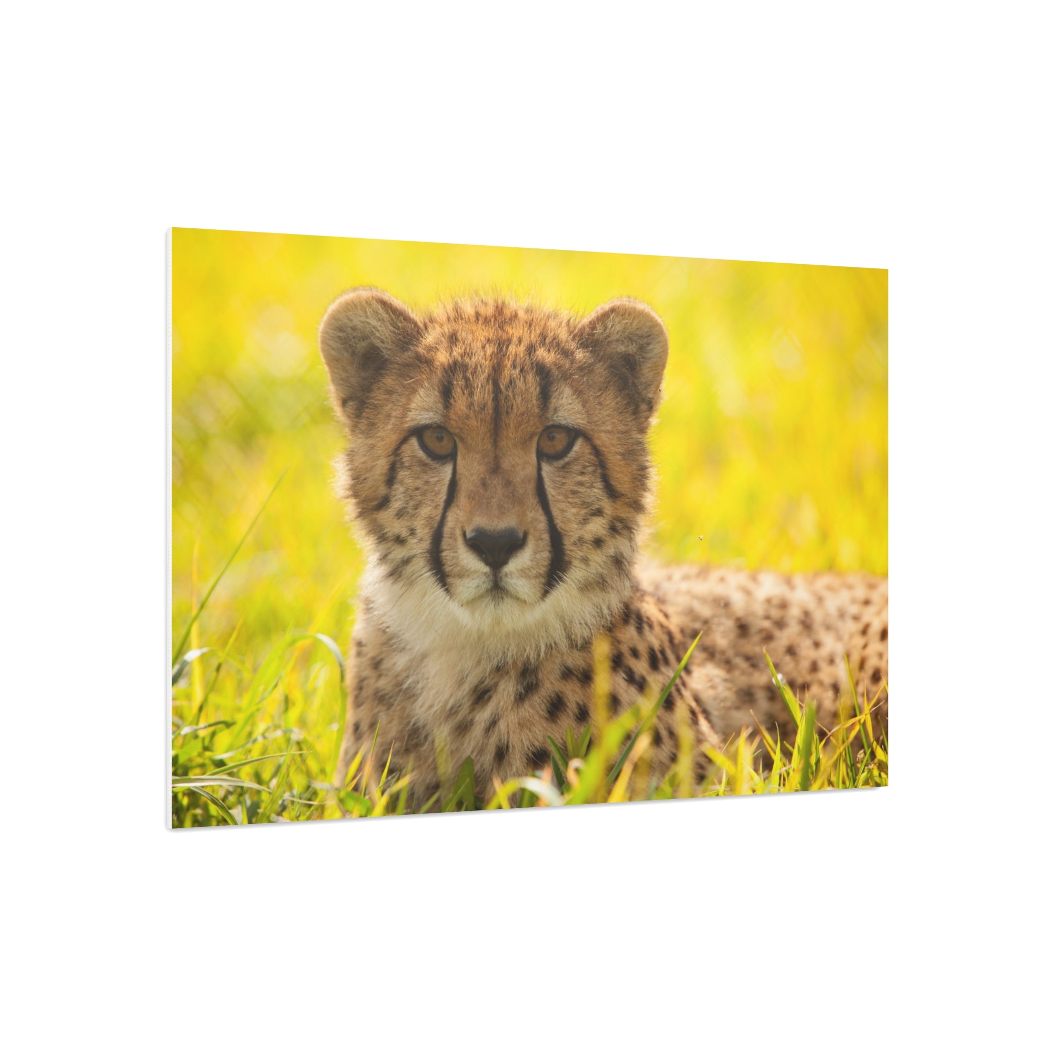 Cheetah Cub Foam Board Print — Wildlife Photography Wall Art