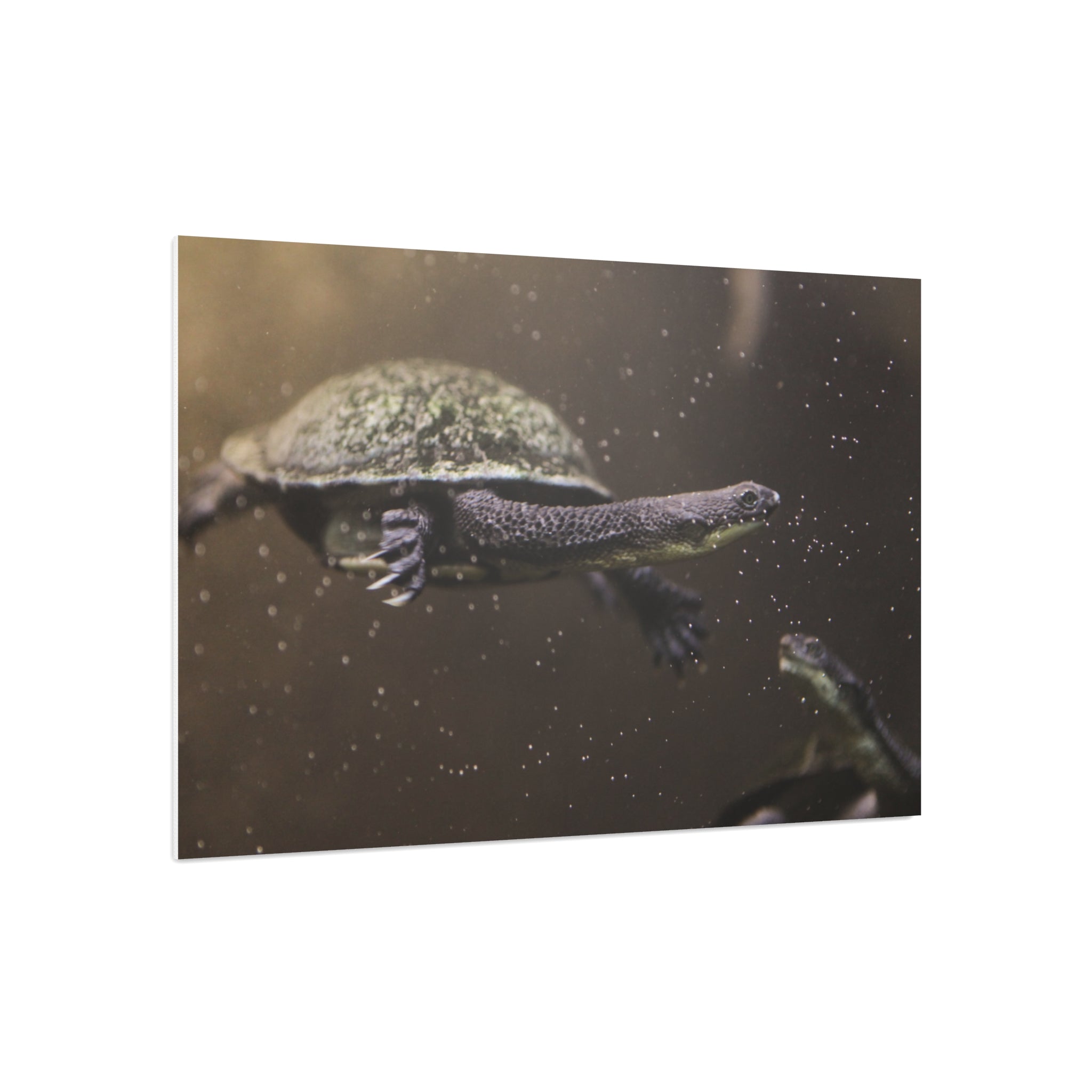 Turtle Foam Board Print – Underwater Slow Swimmer Wall Art
