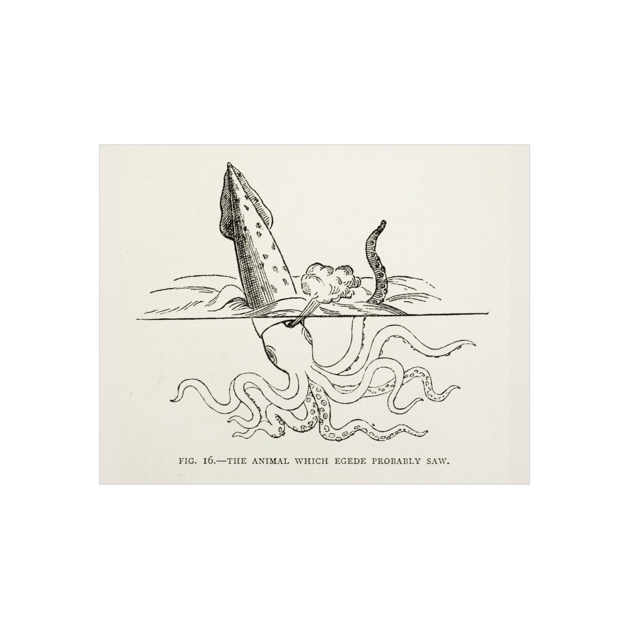 Foam Board — Vintage Squid Illustration Art Print