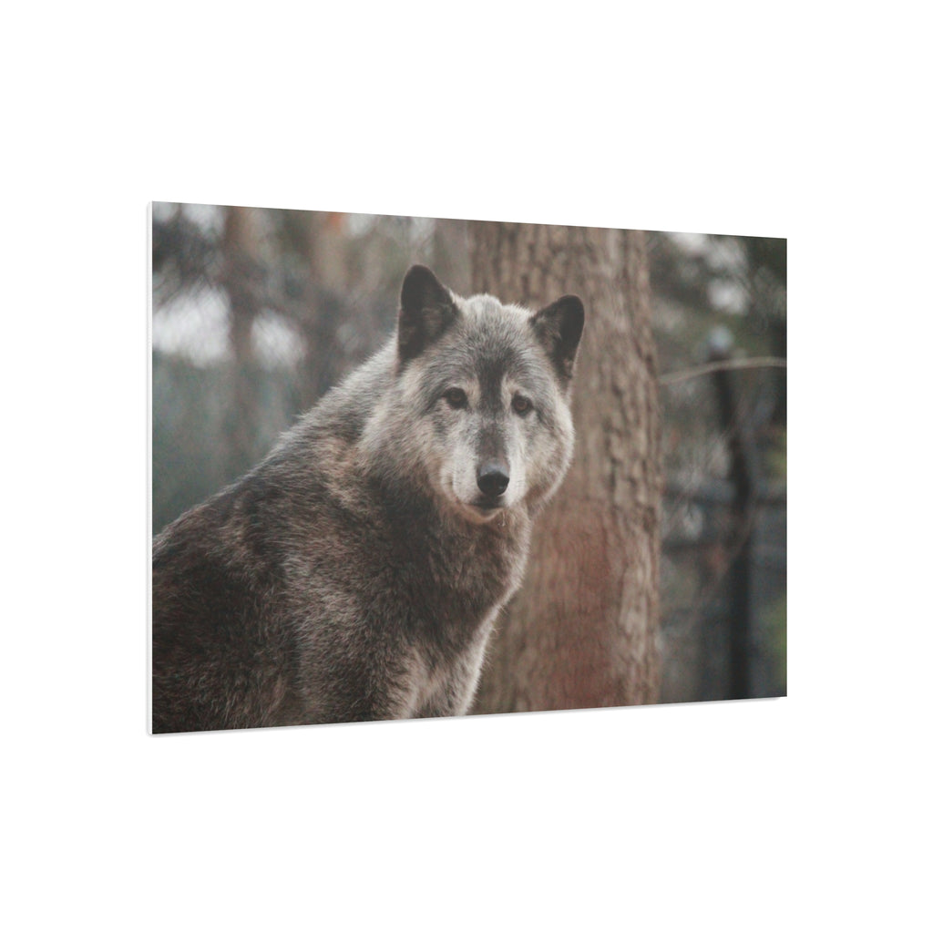Wolf Portrait Foam Board - Rustic Wildlife Wall Art for Nature Lovers