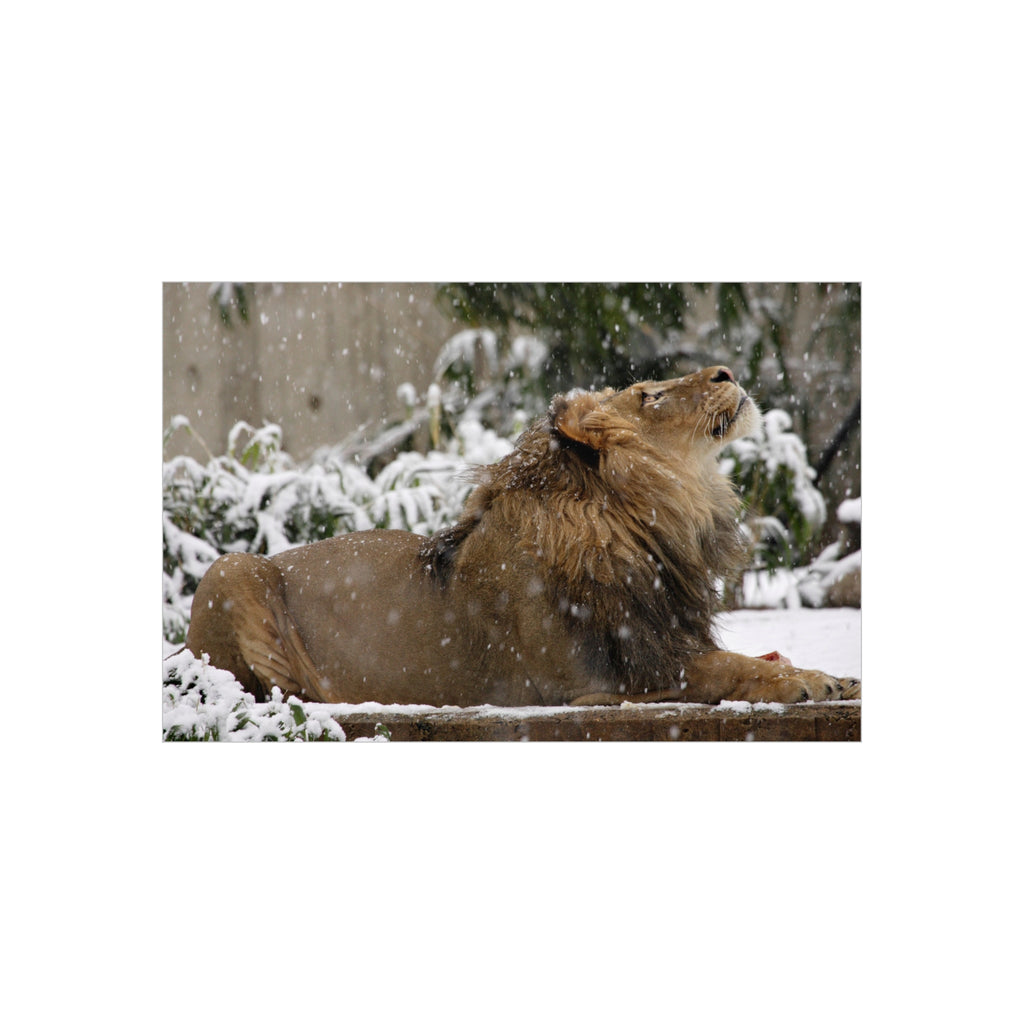 Lion in Snow Foam Board Wall Art — Majestic Wildlife Photo Print