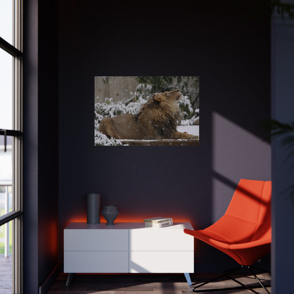 Lion in Snow Foam Board Wall Art — Majestic Wildlife Photo Print