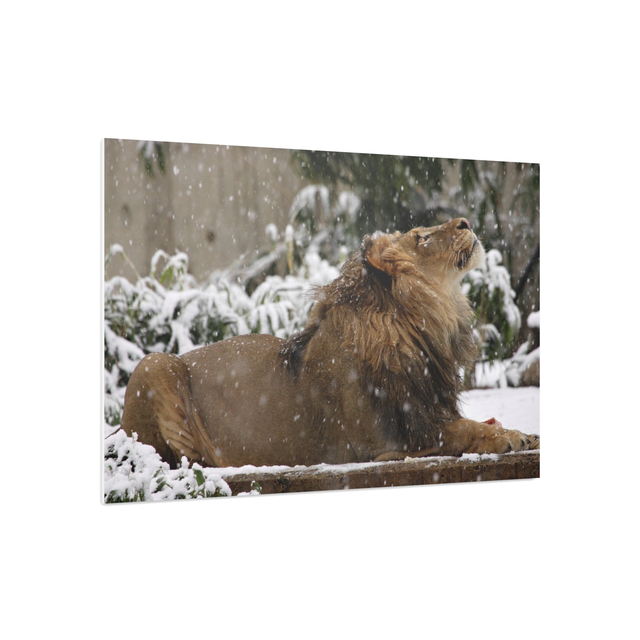 Lion in Snow Foam Board Wall Art — Majestic Wildlife Photo Print