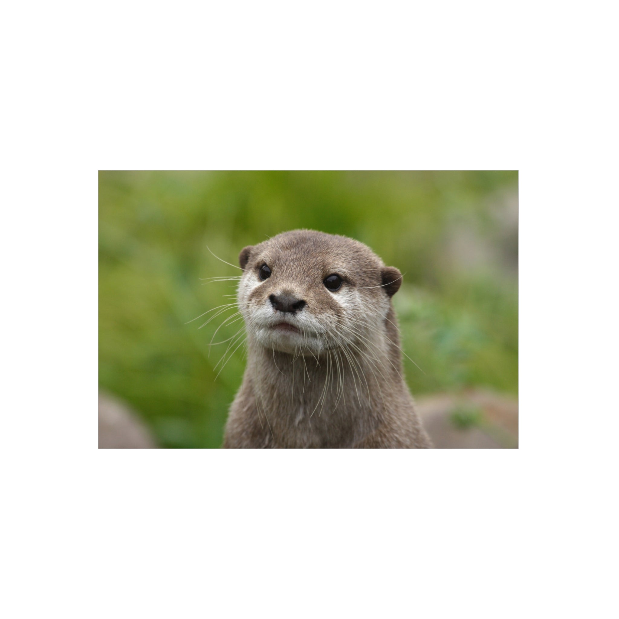 Otter Portrait Foam Board — Cute Wildlife Wall Art for Home or Nursery