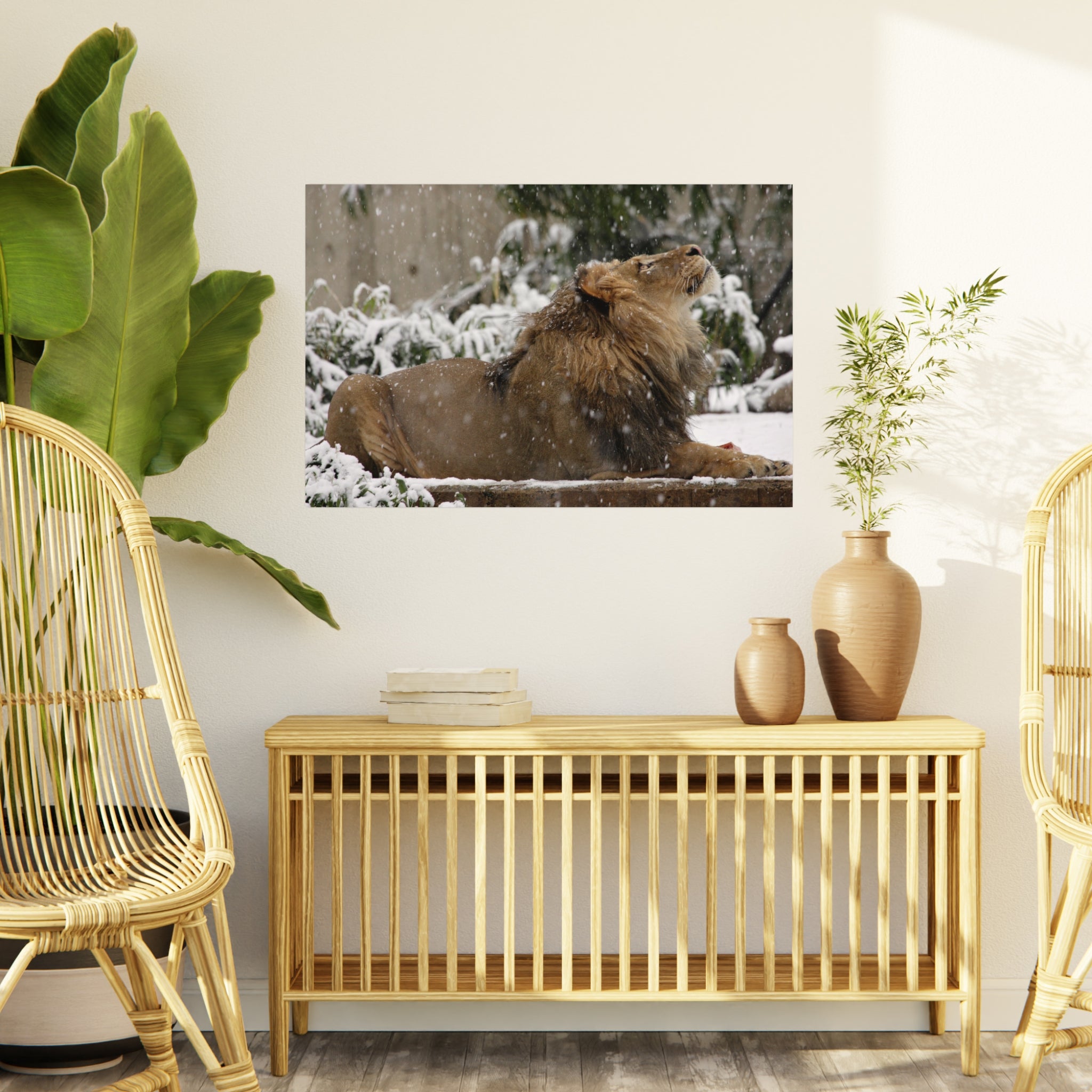 Lion in Snow Foam Board Wall Art — Majestic Wildlife Photo Print