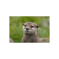 Otter Portrait Foam Board — Cute Wildlife Wall Art for Home or Nursery