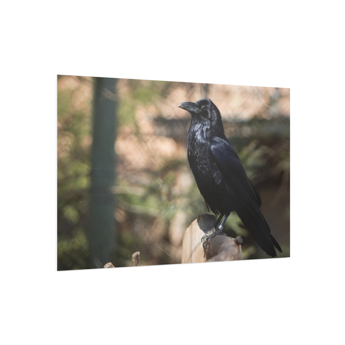 Raven Photo Foam Board – Moody Black Crow Wall Art