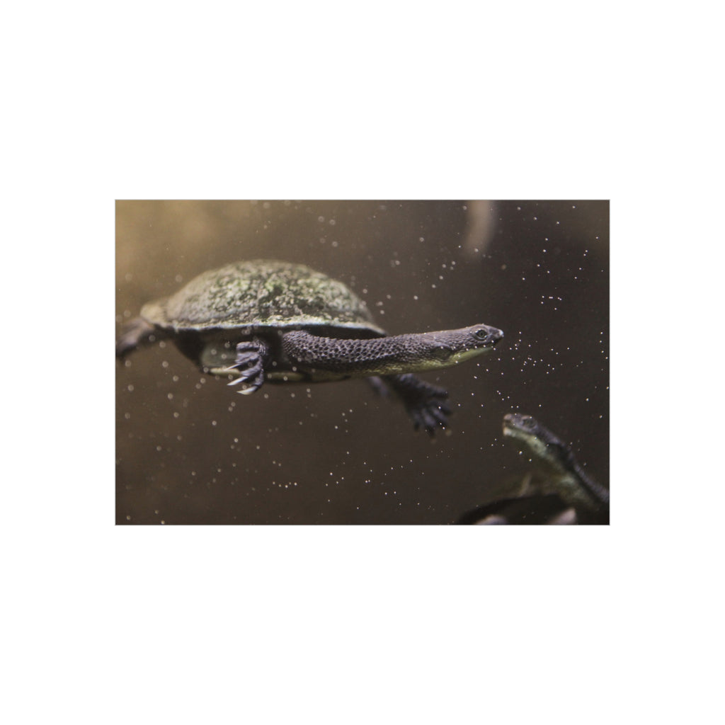 Turtle Foam Board Print – Underwater Slow Swimmer Wall Art