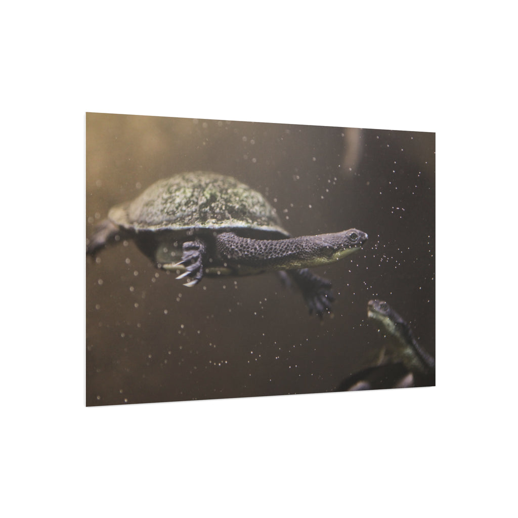 Turtle Foam Board Print – Underwater Slow Swimmer Wall Art