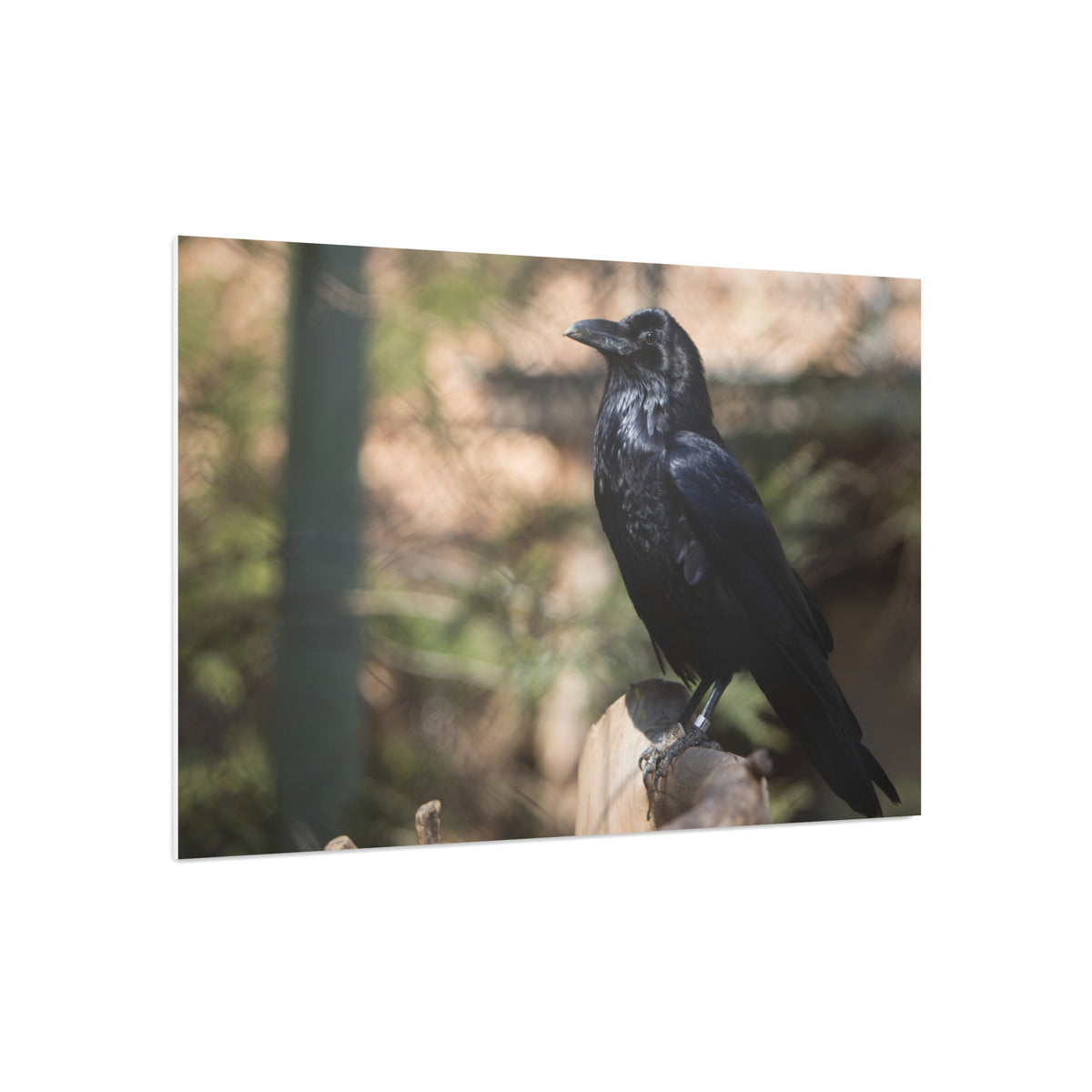 Raven Photo Foam Board – Moody Black Crow Wall Art