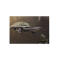 Turtle Foam Board Print – Underwater Slow Swimmer Wall Art