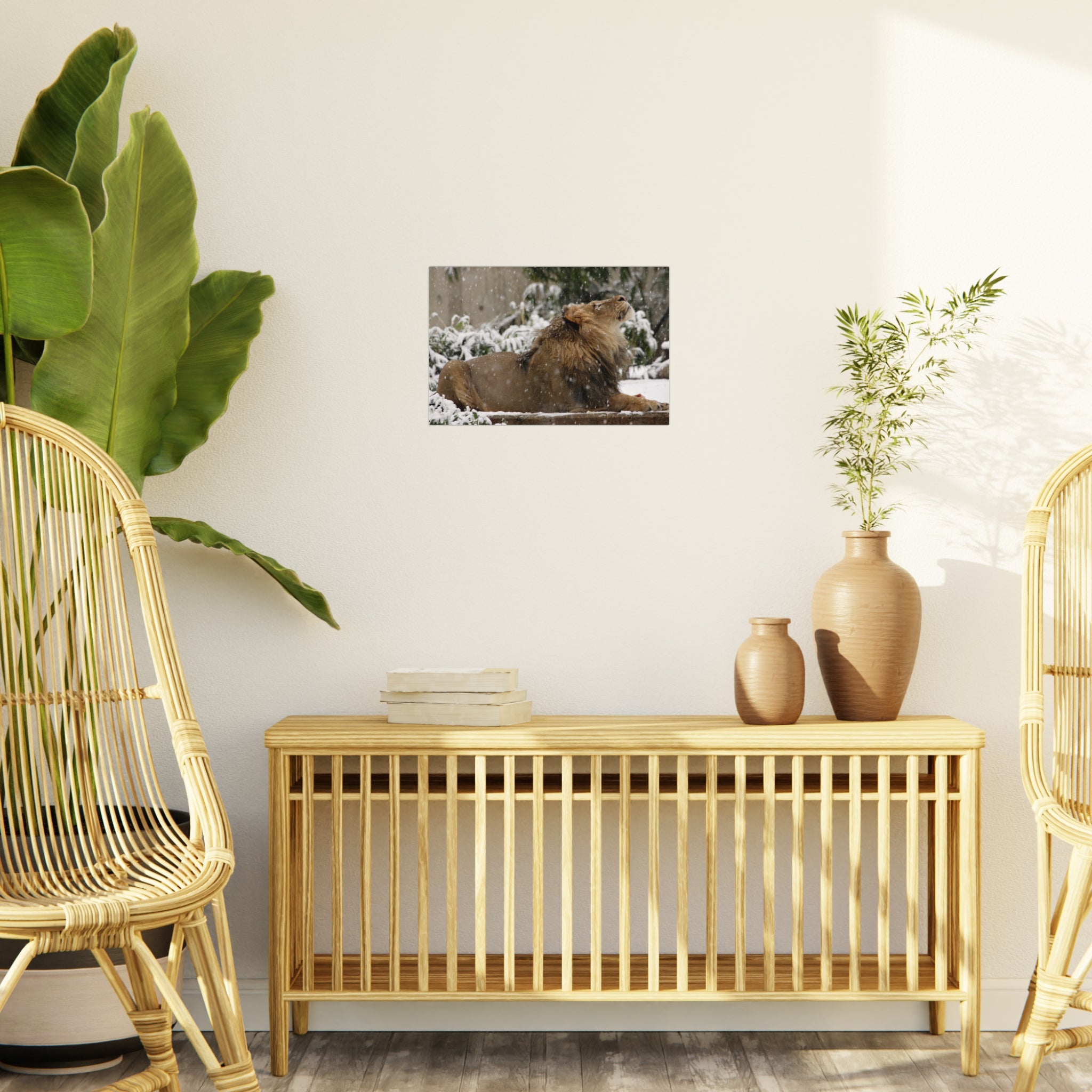 Lion in Snow Foam Board Wall Art — Majestic Wildlife Photo Print