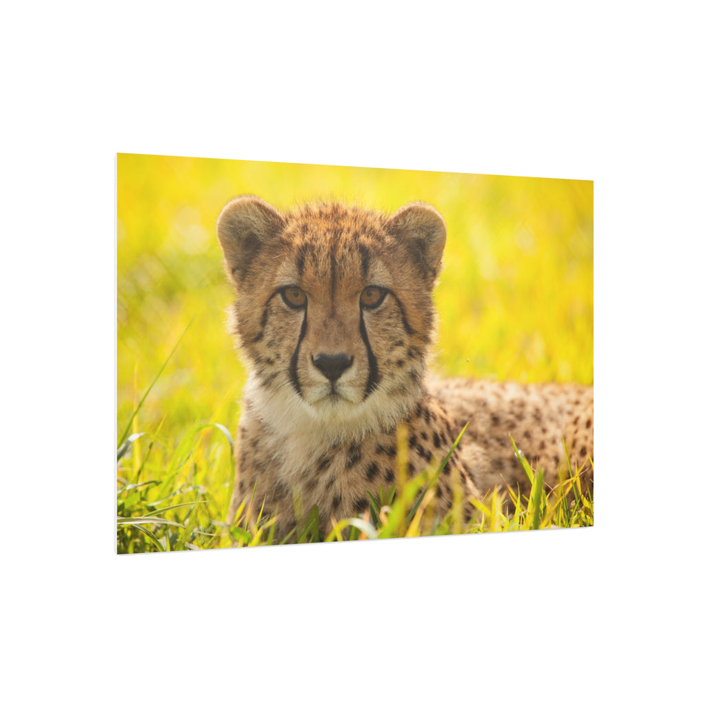 Cheetah Cub Foam Board Print — Wildlife Photography Wall Art