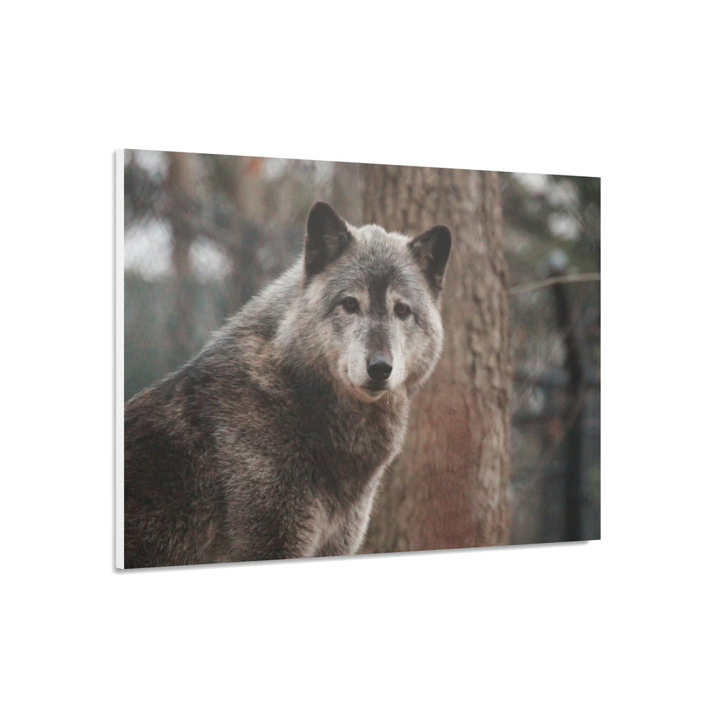 Wolf Portrait Foam Board - Rustic Wildlife Wall Art for Nature Lovers