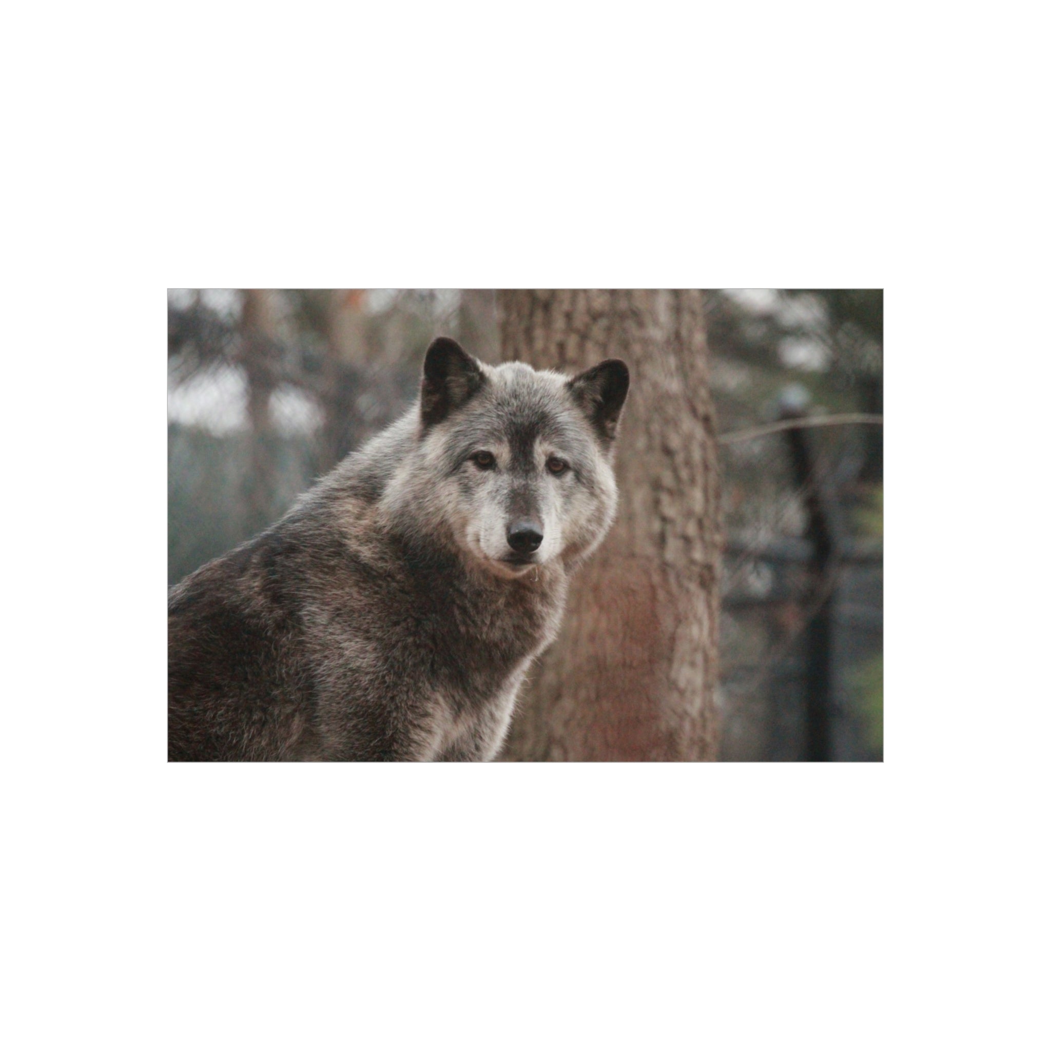 Wolf Portrait Foam Board - Rustic Wildlife Wall Art for Nature Lovers