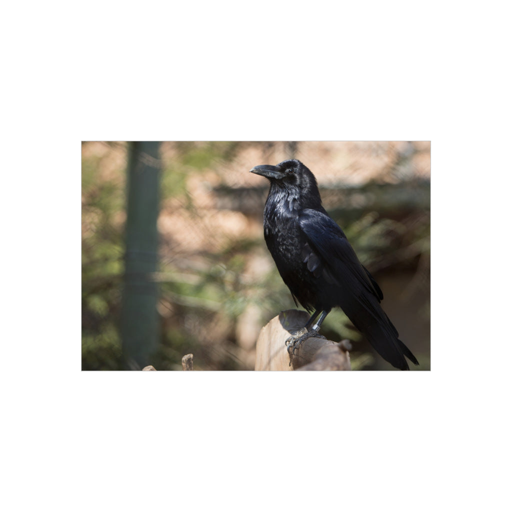 Raven Photo Foam Board – Moody Black Crow Wall Art
