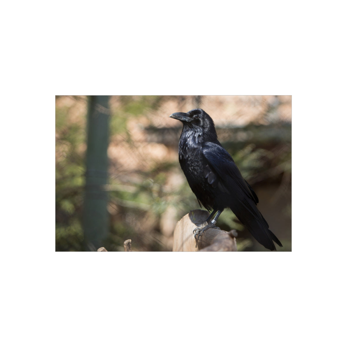 Raven Photo Foam Board – Moody Black Crow Wall Art