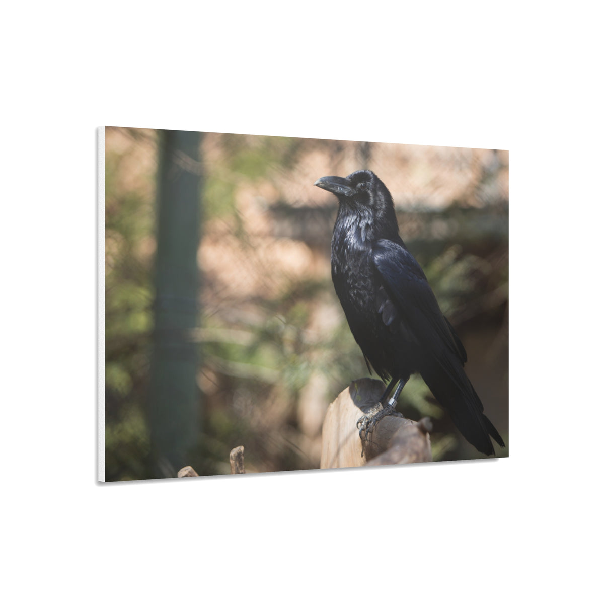 Raven Photo Foam Board – Moody Black Crow Wall Art