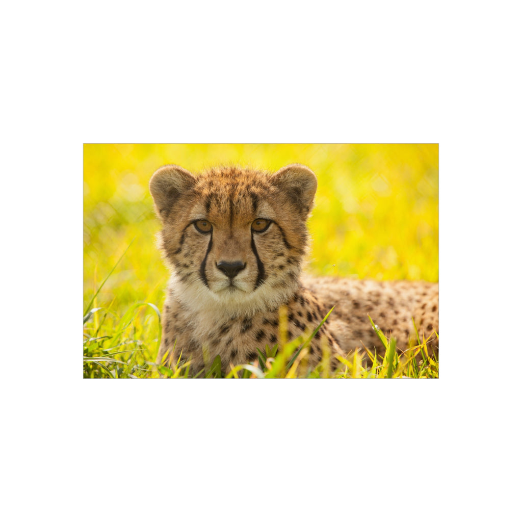 Cheetah Cub Foam Board Print — Wildlife Photography Wall Art